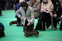 Crufts2011_2 1280